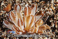 Nudibranch Phyllodesmium jakobsenae Photo - Gary Bell