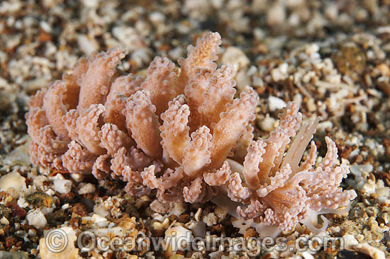 Nudibranch Phyllodesmium crypticum photo Nudibranch Phyllodesmium crypticum photo