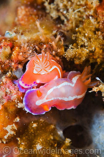 Nudibranch - mating pair photo Nudibranch - mating pair photo