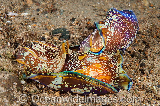 Sea Slug Philinopsis cyanea mating pair photo