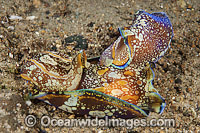 Sea Slug Philinopsis cyanea mating pair Photo - Gary Bell