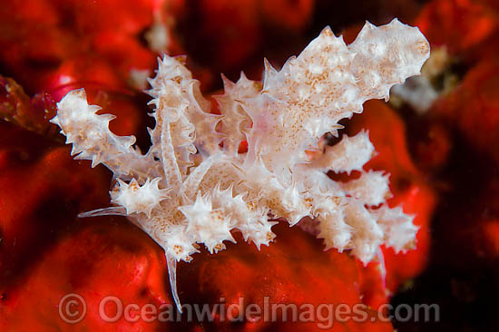 Nudibranch Doto sp. photo