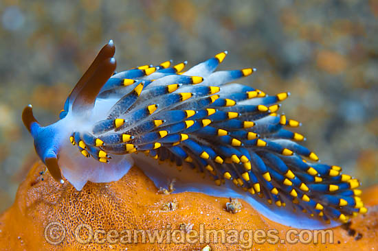 Nudibranch Trinchesia yamasui photo Nudibranch Trinchesia yamasui photo