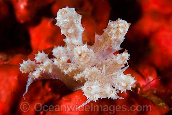 Nudibranch Ceratosoma alleni photo