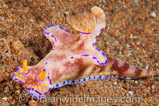 Nudibranch Ceratosoma sp. photo Nudibranch Ceratosoma sp. photo
