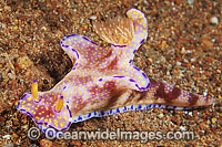 Nudibranch Ceratosoma sp. Photo - Gary Bell