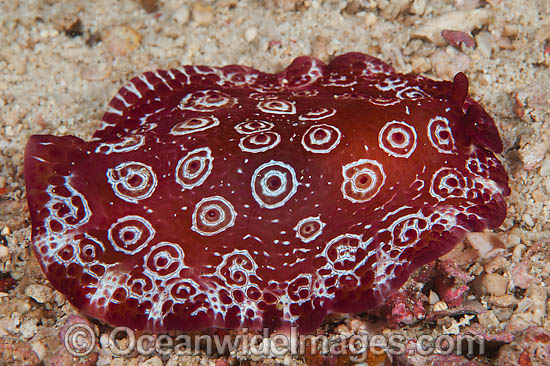 Side-gilled Slug Pleurobranchus weberi photo Side-gilled Slug Pleurobranchus weberi photo