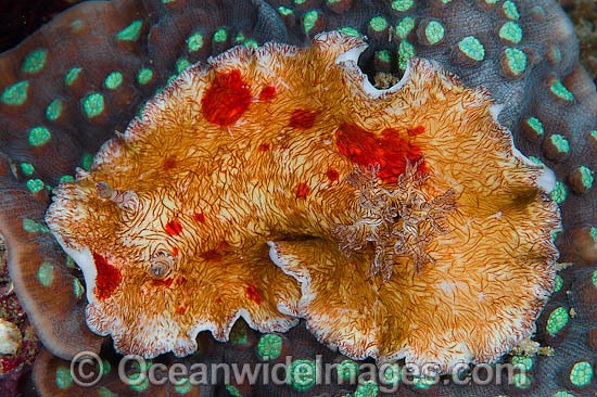 Nudibranch Platydoris cruenta photo
