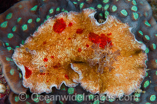Nudibranch Platydoris cruenta photo Nudibranch Platydoris cruenta photo