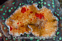Nudibranch Platydoris cruenta Photo - Gary Bell