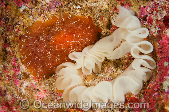 Nudibranch laying an egg ribbon photo