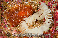 Nudibranch laying an egg ribbon Photo - Gary Bell