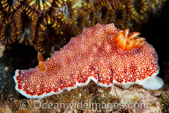 Nudibranch Chromodoris reticulata photo