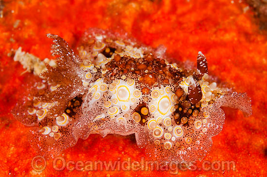 Nudibranch Hoplodoris estrelyado photo Nudibranch Hoplodoris estrelyado photo