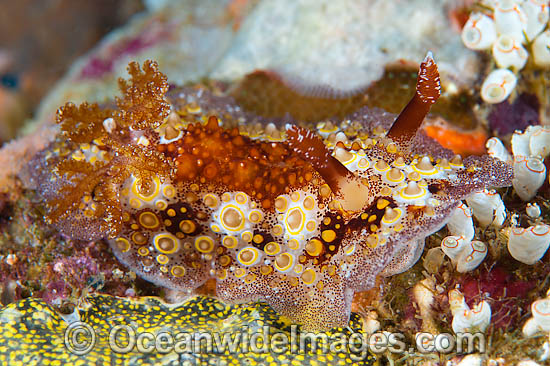 Nudibranch Hoplodoris estrelyado photo Nudibranch Hoplodoris estrelyado photo
