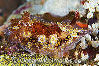 Nudibranch Hoplodoris estrelyado Photo - Gary Bell