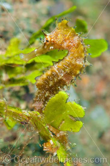 Thorny Seahorse (Hippocampus histrix). Found throughout tropical West Pacific, southern Japan to the Coral Sea, including Great Barrier Reef, Australia. Photo - Gary Bell