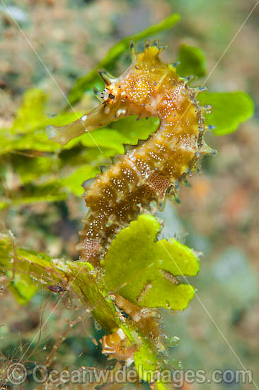 Thorny Seahorse Hippocampus histrix photo