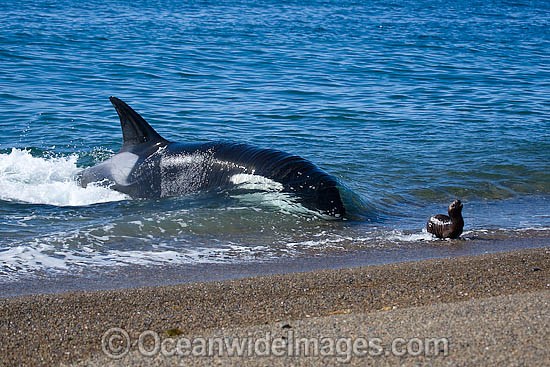 Orca, or Killer Whale (Orcinus orca) - approaching shore to attack a South American Sea Lion (Otaria flavescens). Photo taken at Punta Norte, Peninsula Valdes, Argentina. Orca's are listed as Lower Risk on the IUCN Red List. Sequence 1. Photo - Chantal Henderson