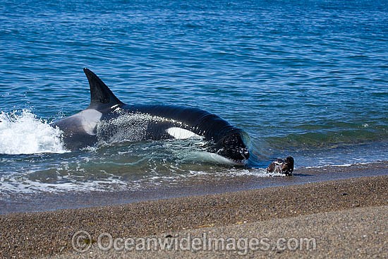 Orca, or Killer Whale (Orcinus orca) - approaching shore to attack a South American Sea Lion (Otaria flavescens). Photo taken at Punta Norte, Peninsula Valdes, Argentina. Orca's are listed as Lower Risk on the IUCN Red List. Sequence 2. Photo - Chantal Henderson