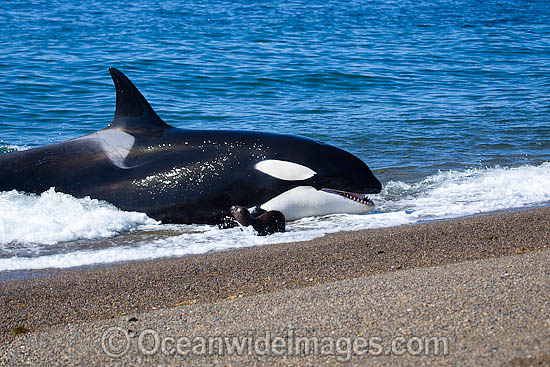 Orca attacking sea lion photo