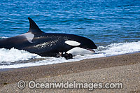 Orca attacking sea lion Photo - Chantal Henderson
