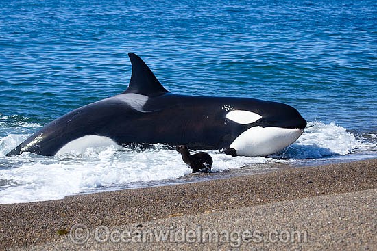 Orca, or Killer Whale (Orcinus orca) - approaching shore to attack a South American Sea Lion (Otaria flavescens). Photo taken at Punta Norte, Peninsula Valdes, Argentina. Orca's are listed as Lower Risk on the IUCN Red List. Sequence 5. Photo - Chantal Henderson