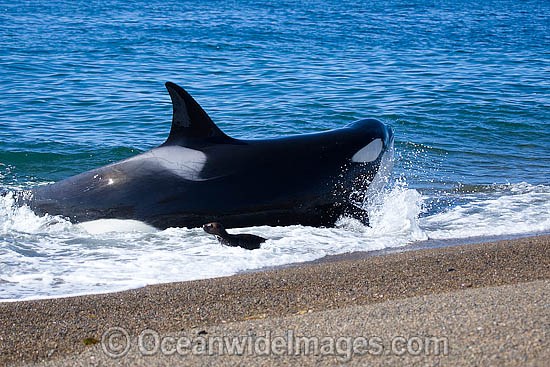 Orca, or Killer Whale (Orcinus orca) - approaching shore to attack a South American Sea Lion (Otaria flavescens). Photo taken at Punta Norte, Peninsula Valdes, Argentina. Orca's are listed as Lower Risk on the IUCN Red List. Sequence 6. Photo - Chantal Henderson