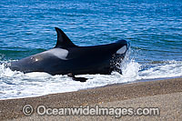 Orca attacking sea lion Photo - Chantal Henderson
