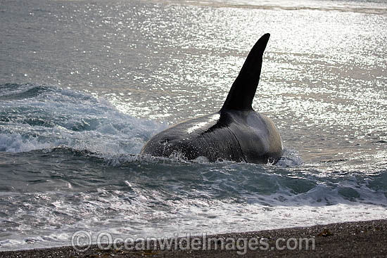 Orca, or Killer Whale (Orcinus orca) - approaching shore to attack a South American Sea Lion (Otaria flavescens). Photo taken at Punta Norte, Peninsula Valdes, Argentina. Orca's are listed as Lower Risk on the IUCN Red List. Photo - Chantal Henderson Orca, or Killer Whale (Orcinus orca) - approaching shore to attack a South American Sea Lion (Otaria flavescens). Photo taken at Punta Norte, Peninsula Valdes, Argentina. Orca's are listed as Lower Risk on the IUCN Red List. Photo - Chantal Henderson