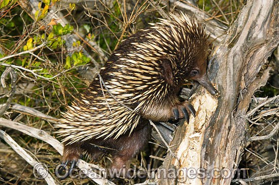 Short-beaked Echidna foraging for termites photo