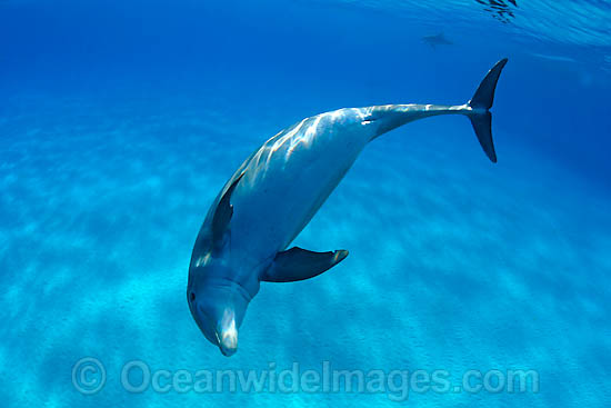 Bottlenose Dolphin (Tursiops truncatus). Found in tropical and sub-tropical oceans throughout the world. Photo taken in Bahamas, Caribbean Sea, Atlantic Ocean Photo - David Fleetham