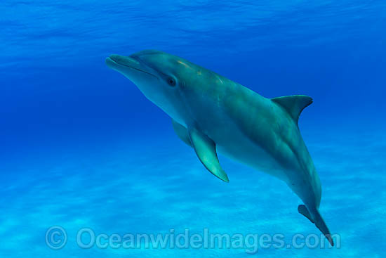 Bottlenose Dolphin (Tursiops truncatus). Found in tropical and sub-tropical oceans throughout the world. Photo taken in Bahamas, Caribbean Sea, Atlantic Ocean Photo - David Fleetham Bottlenose Dolphin (Tursiops truncatus). Found in tropical and sub-tropical oceans throughout the world. Photo taken in Bahamas, Caribbean Sea, Atlantic Ocean Photo - David Fleetham