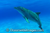 Bottlenose Dolphin Photo - David Fleetham