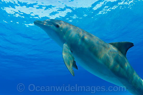 Bottlenose Dolphin (Tursiops truncatus). Found in tropical and sub-tropical oceans throughout the world. Photo taken in Bahamas, Caribbean Sea, Atlantic Ocean Photo - David Fleetham