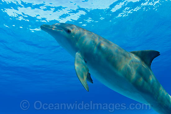 Bottlenose Dolphin (Tursiops truncatus). Found in tropical and sub-tropical oceans throughout the world. Photo taken in Bahamas, Caribbean Sea, Atlantic Ocean Photo - David Fleetham Bottlenose Dolphin (Tursiops truncatus). Found in tropical and sub-tropical oceans throughout the world. Photo taken in Bahamas, Caribbean Sea, Atlantic Ocean Photo - David Fleetham