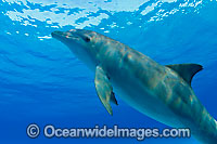Bottlenose Dolphin Photo - David Fleetham