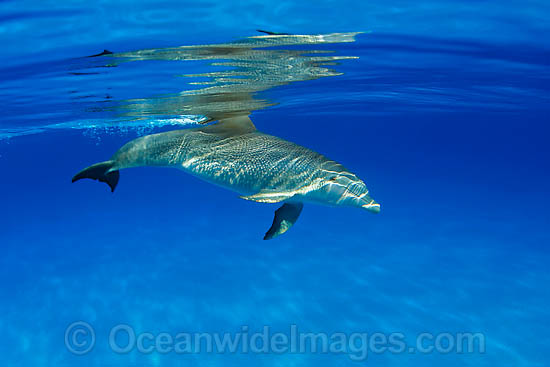 Bottlenose Dolphin (Tursiops truncatus). Found in tropical and sub-tropical oceans throughout the world. Photo taken in Bahamas, Caribbean Sea, Atlantic Ocean Photo - David Fleetham Bottlenose Dolphin (Tursiops truncatus). Found in tropical and sub-tropical oceans throughout the world. Photo taken in Bahamas, Caribbean Sea, Atlantic Ocean Photo - David Fleetham