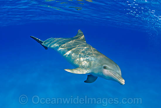 Bottlenose Dolphin (Tursiops truncatus). Found in tropical and sub-tropical oceans throughout the world. Photo taken in Bahamas, Caribbean Sea, Atlantic Ocean Photo - David Fleetham Bottlenose Dolphin (Tursiops truncatus). Found in tropical and sub-tropical oceans throughout the world. Photo taken in Bahamas, Caribbean Sea, Atlantic Ocean Photo - David Fleetham