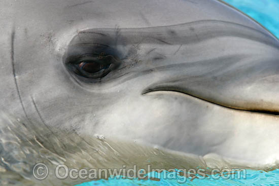 Bottlenose Dolphin eye photo
