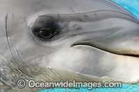 Bottlenose Dolphin eye Photo - David Fleetham