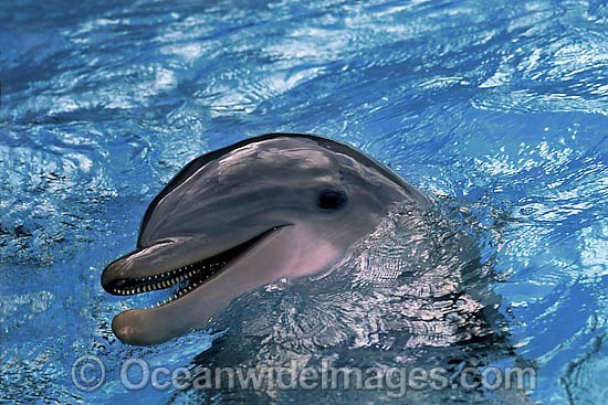 Bottlenose Dolphin photo