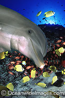 Reef and Bottlenose Dolphin Photo - David Fleetham
