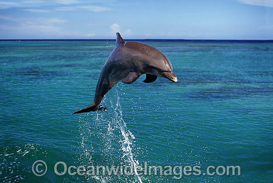 Bottlenose Dolphin breaching photo