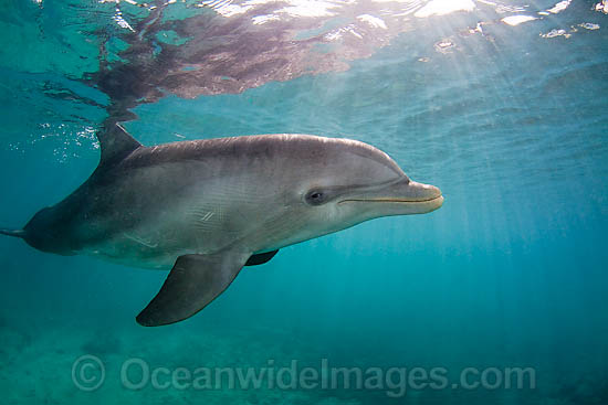 Bottlenose Dolphin Tursiops truncatus photo