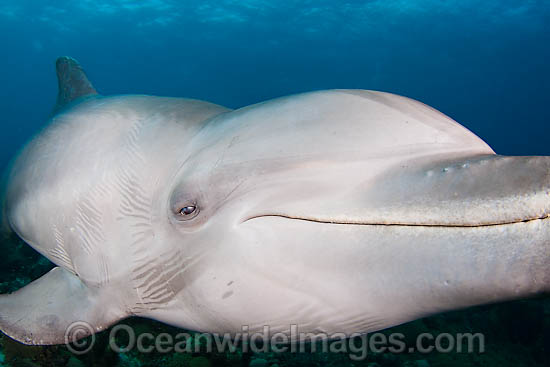 Bottlenose Dolphin face photo