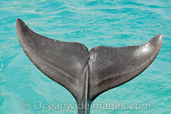 Bottlenose Dolphin tail flipper photo