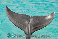 Bottlenose Dolphin tail flipper Photo - David Fleetham