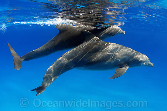 Bottlenose Dolphin pregnant female photo