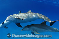 Bottlenose Dolphin pregnant female Photo - David Fleetham
